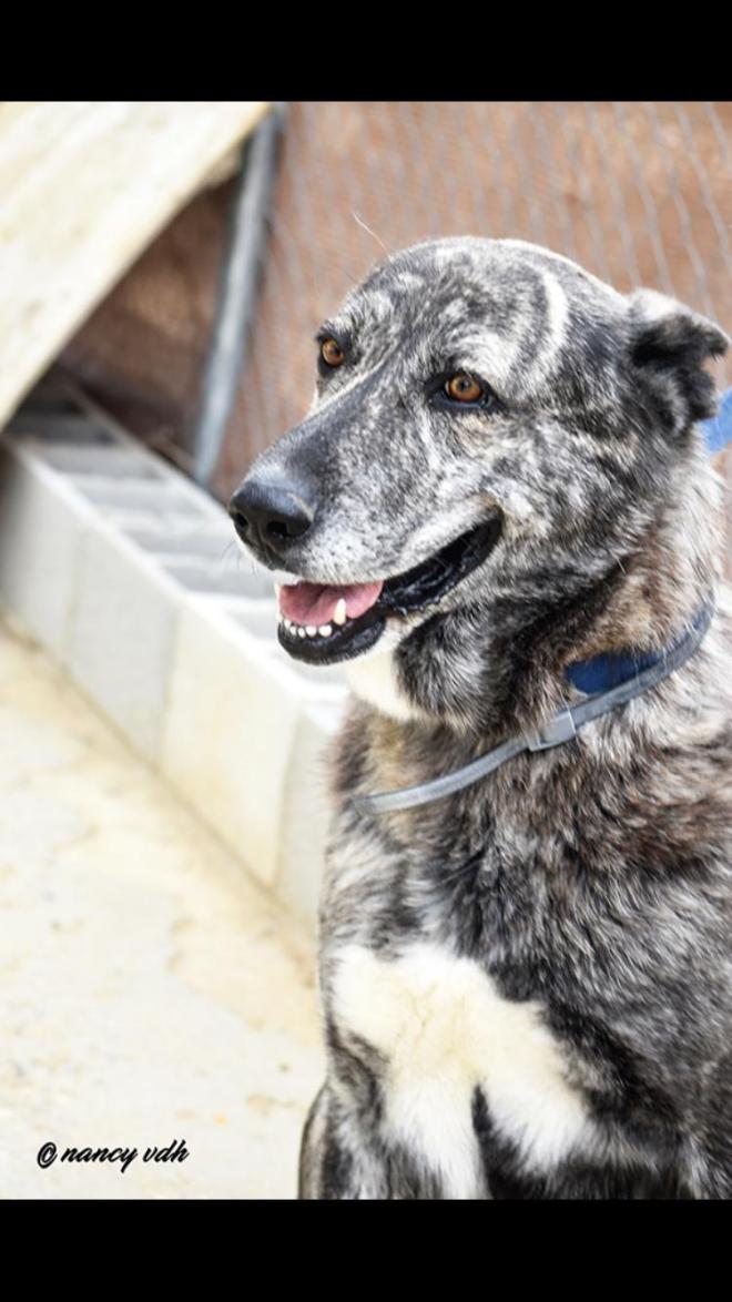 Loba