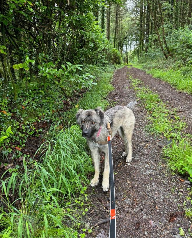 Grace in the woods