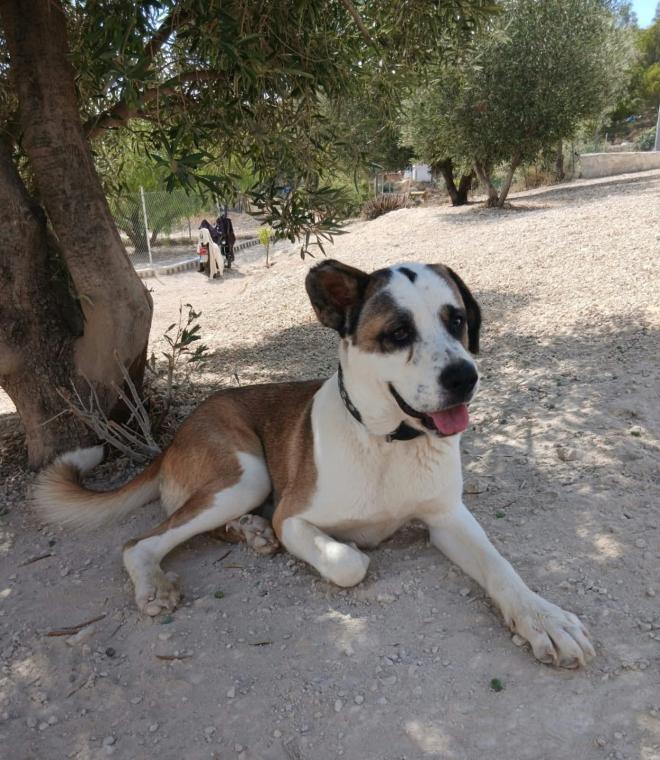 Norma lying under a tree