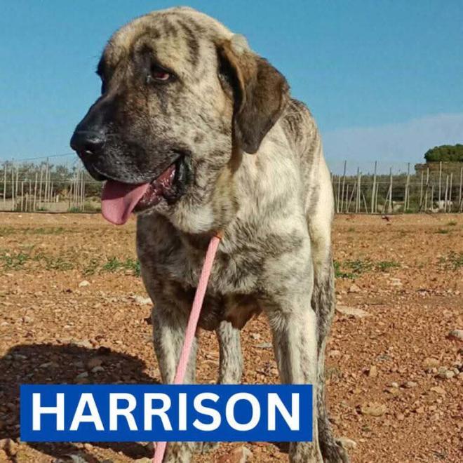 Harrison 