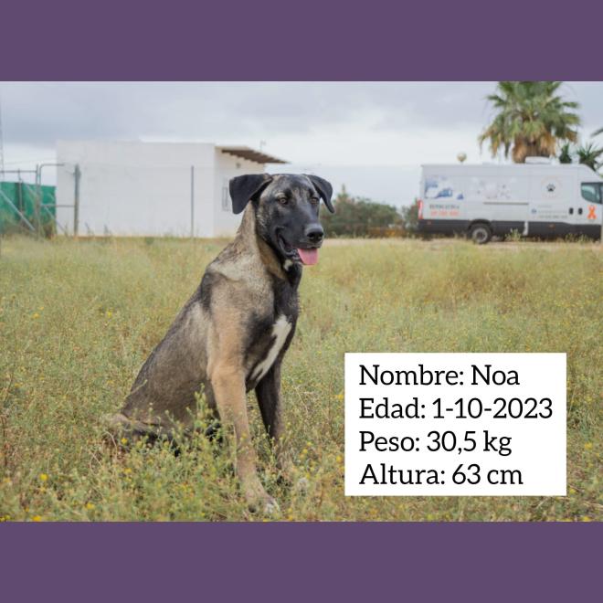 Noa, loyal and happy dog