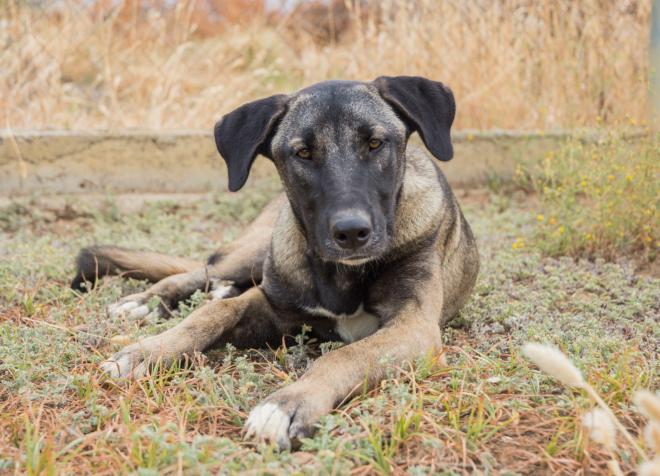 Noa, loyal and happy dog
