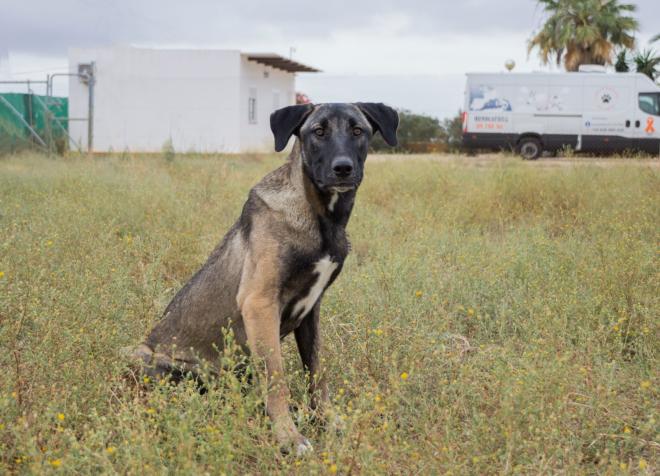 Noa, loyal and happy dog