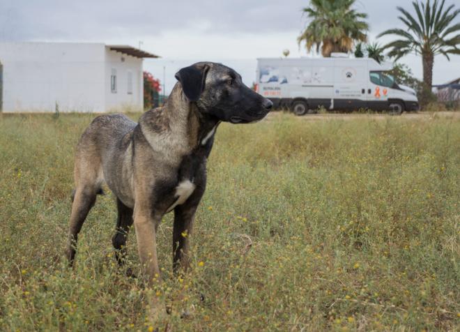 Noa, loyal and happy dog