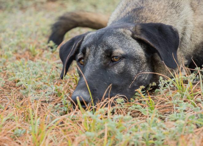 Noa, loyal and happy dog