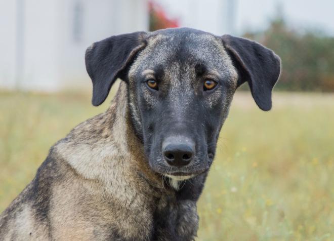 Noa, loyal and happy dog