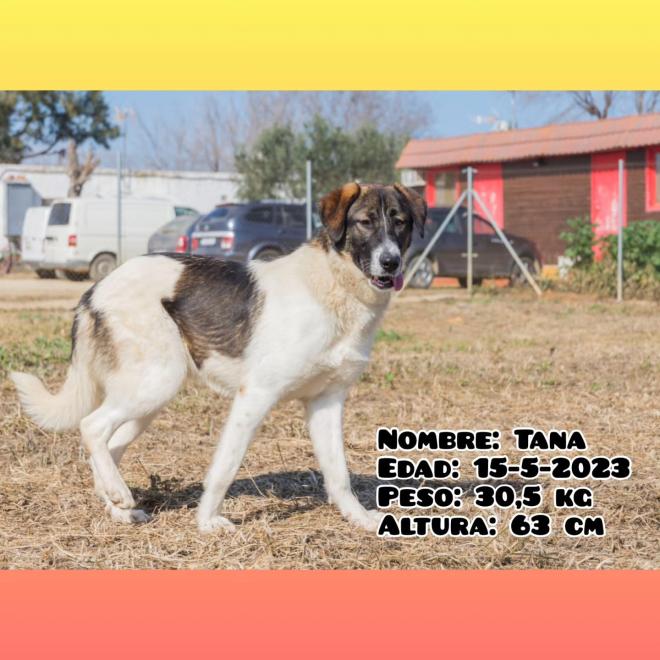Tana, sweet loving dog for adoption