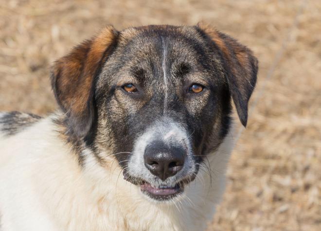 Tana, sweet loving dog for adoption