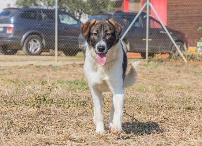 Tana, sweet loving dog for adoption