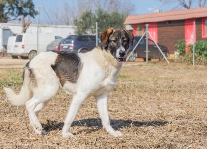 Tana, sweet loving dog for adoption