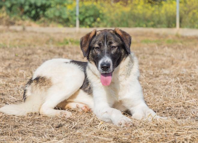 Tana, sweet loving dog for adoption
