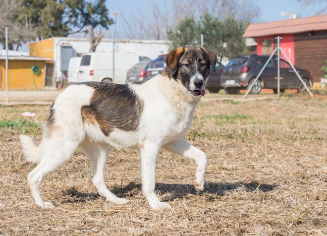 Tana, sweet loving dog for adoption