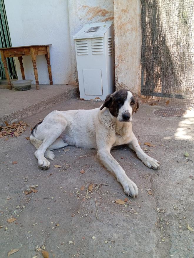 Young female mastiff (cross?) with only 3 legs