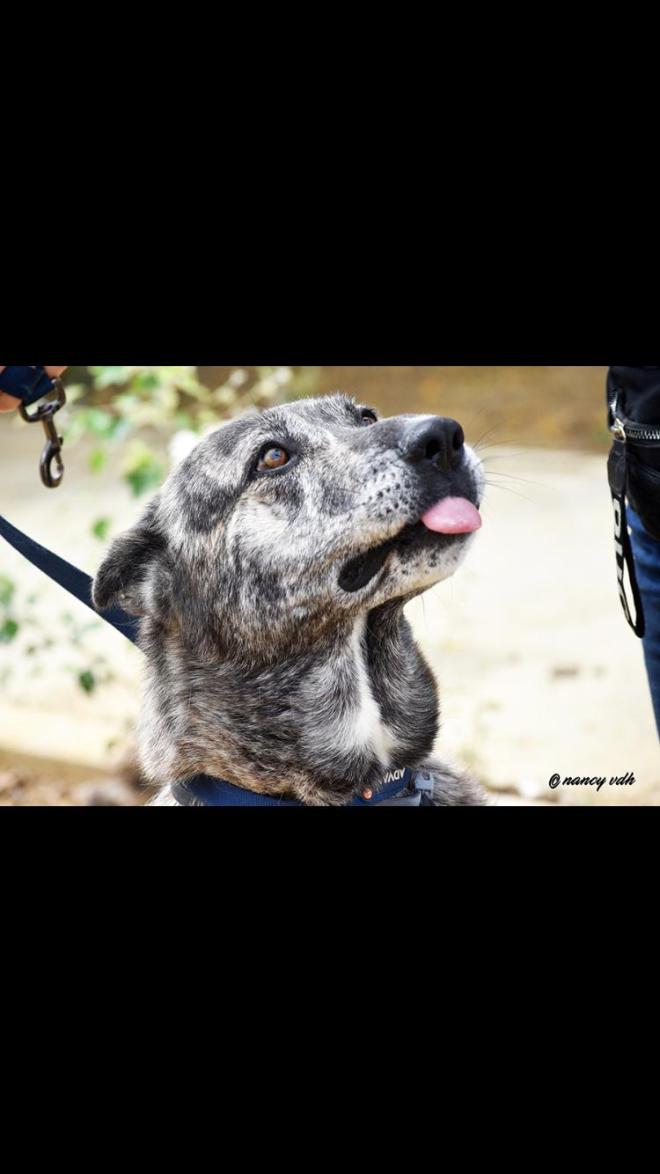 Loba