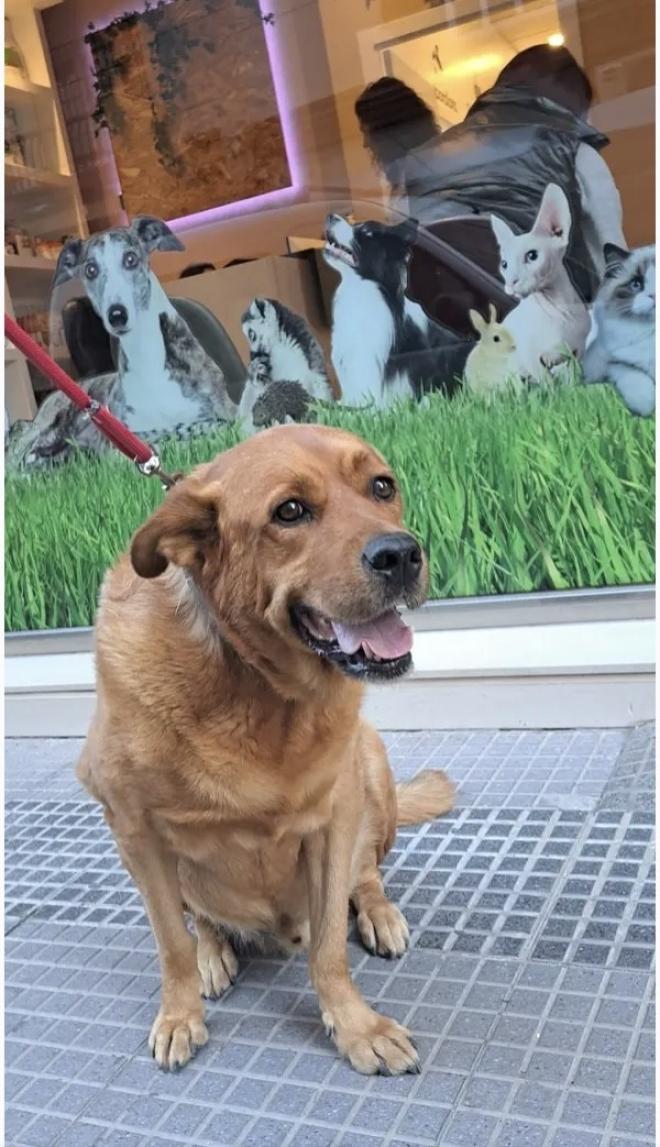 In good health although he needs chondroprotective medication