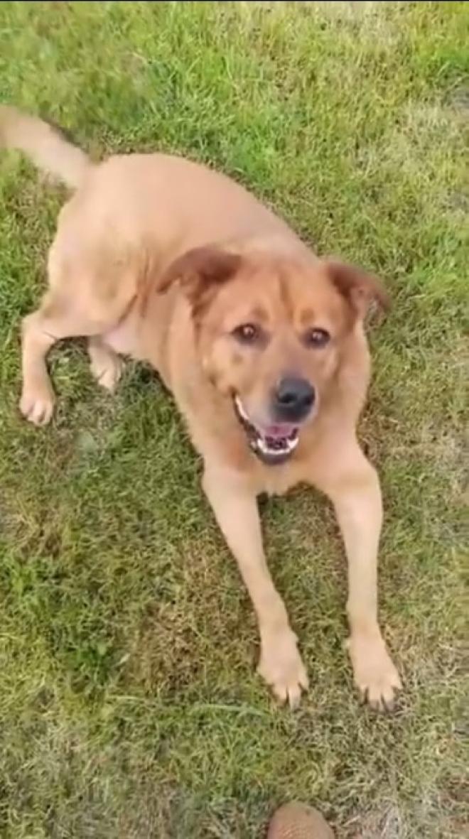 King Kong gets on well with female and male dogs. He prefers quiet ones, though . Compatible with cats,too.           doesn't like it when smaller dogs harass him, though-