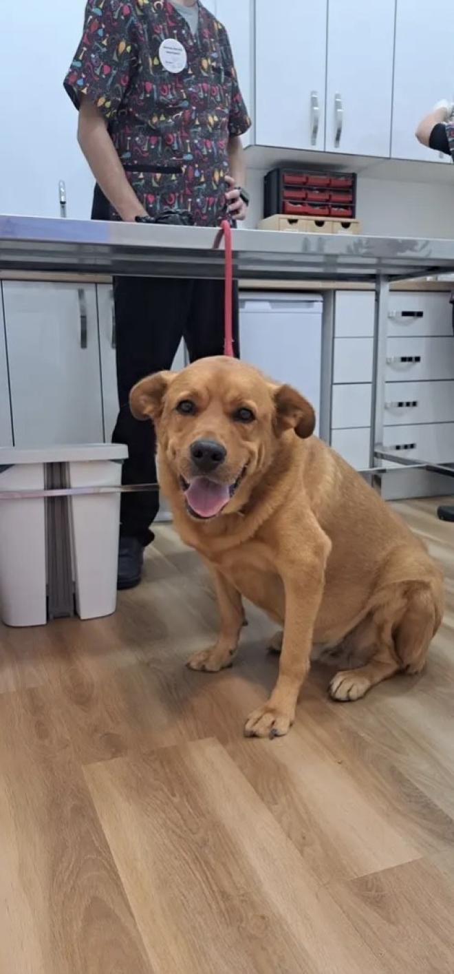 A very loyal affectionate dog who would love to be part of a family again