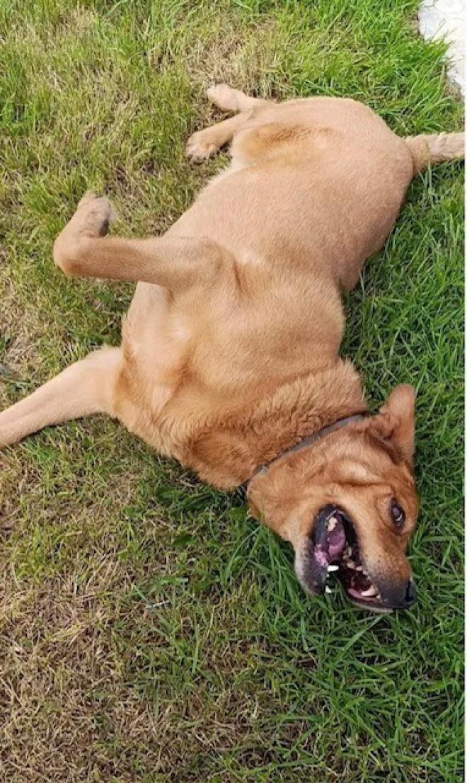 He still has lots of energy to play with a ball ang go for walks