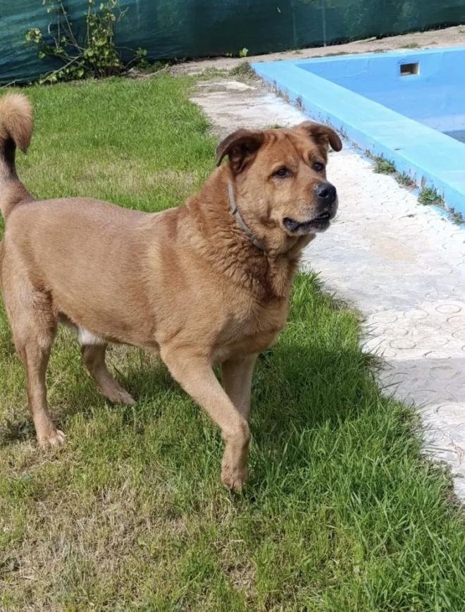 He likes running around but also walks well on a leash.