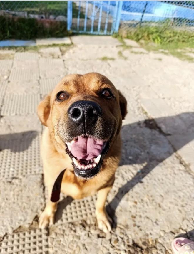 A charming loyal dog who was unfairly left in a council pound when his owner died